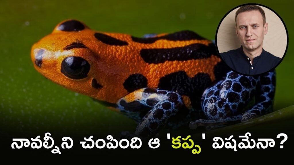 కప్ప విషంతో ప్రతిపక్ష నాయకుడ్ని చంపేశారు! Alexei Navalny ఎవరు? | అరుదైన డార్ట్ ఫ్రాగ్ న్యూరోటాక్సిన్ ఎపిబాటిడిన్‌తో అలెక్సీ నవల్నీకి రష్యా విషమిస్తోందని ఐదు యూరోపియన్ దేశాలు ఆరోపించాయి