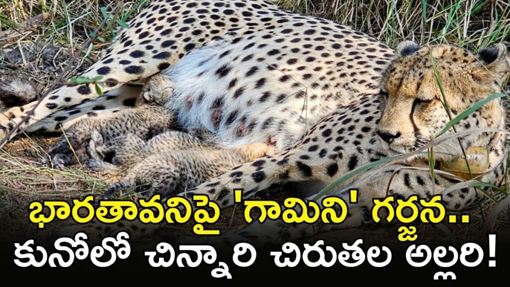 చిరుత: ఏడు దశాబ్దాల తర్వాత అద్భుతం, కునోలో మరో చిరుత ప్రసవం | ప్రాజెక్ట్ చిరుత యొక్క రోరింగ్ విజయం: గామిని కునోలో 3 పిల్లలకు జన్మనిస్తుంది; భారతదేశంలో చిరుతపులి సంఖ్య 38కి చేరుకుంది