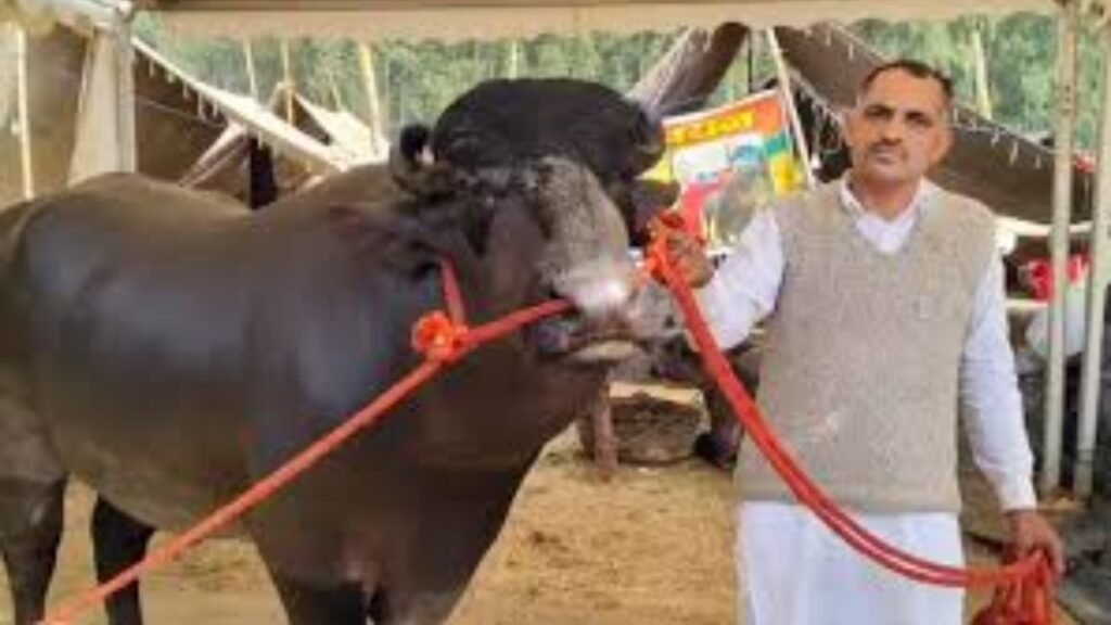 కుబేర్ దున్న ఖరీదు 21 కోట్లు.. దాని ప్రత్యేకతలు ఏంటో తెలుసా! | కుబేర్ బుల్ ఖరీదు 21 కోట్లు.. అధిక విలువ చేసే ఈ ముర్రా బుల్ లో దీని ప్రత్యేకతలు ఏంటో తెలుసా