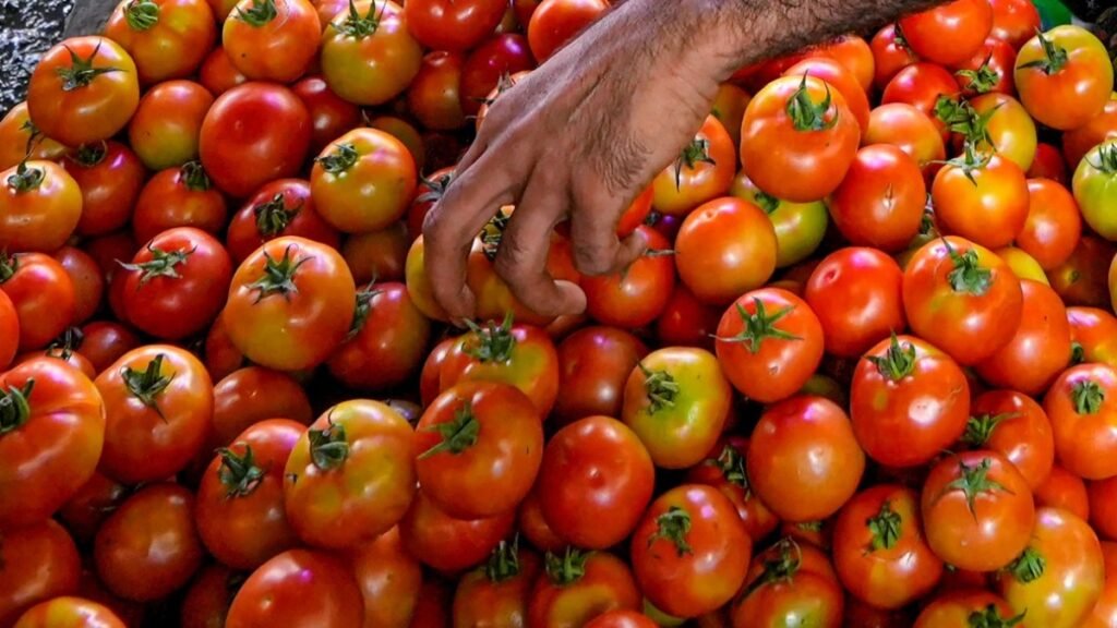 టమాట రైతుల గుండె మంటకు ఈ ఘటన నిదర్శనం! | కష్టాల్లో టమోటా రైతులకు మార్కెట్‌లో కనీస మద్దతు ధర లేకపోవడంతో కష్టాల్లో రైతులు