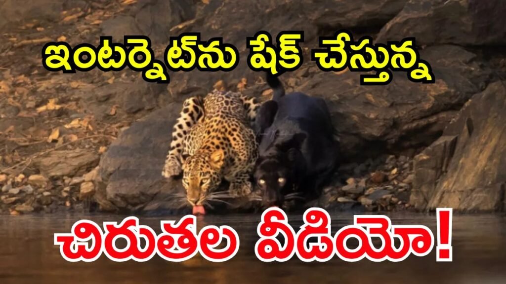 Viral Video: అడవిలో అరుదైన చిరుతల సందడి! | వైరల్ వీడియో: కర్ణాటకలోని భద్ర రిజర్వ్‌లో అరుదైన బ్లాక్ పాంథర్ మరియు చిరుతపులి కలిసి నీరు తాగుతోంది
