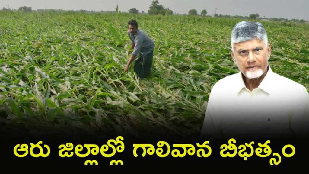 అకాల వర్షాలతో అన్నదాతకు కన్నీరు: పంట నష్టం ఎంతంటే.. | ఏపీ పంట నష్టం: ఇటీవలి అకాల వర్షాల మధ్య 1,215 హెక్టార్లలో జరిగిన నష్టాన్ని సీఎం చంద్రబాబు నాయుడు సమీక్షించారు.