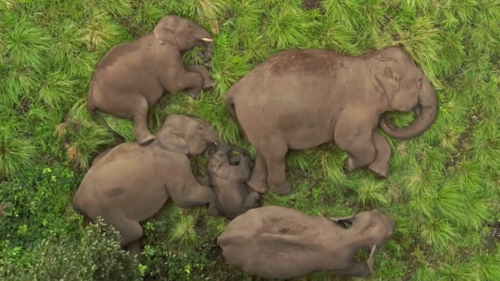 అడవి తల్లి ఒడిలో ఏనుగుల జోలపాట | హృదయాన్ని కదిలించే దృశ్యం: అనమలై టైగర్ రిజర్వ్‌లో ప్రశాంతంగా నిద్రిస్తున్న ఏనుగు కుటుంబం సుప్రియా సాహు IAS ద్వారా పంచుకున్నారు