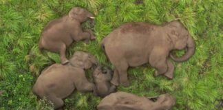 అడవి తల్లి ఒడిలో ఏనుగుల జోలపాట | హృదయాన్ని కదిలించే దృశ్యం: అనమలై టైగర్ రిజర్వ్లో ప్రశాంతంగా నిద్రిస్తున్న ఏనుగు కుటుంబం సుప్రియా సాహు IAS ద్వారా పంచుకున్నారు