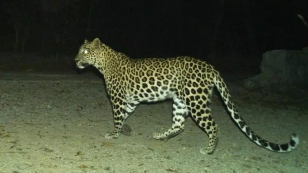 వామ్మో..మళ్లీ వచ్చిన చిరుత- ఈ సారి అలిపిరి టోల్ గేట్ వద్దే తిష్ట, జింకపై దాడి | అలిపిరి టోల్ గేట్ సమీపంలో చిరుతపులి కనిపించింది, అది జింకలపై దాడి చేసి చంపింది; భద్రత కోసం టీటీడీ విజిలెన్స్‌ను పెంచారు