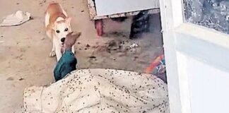 మార్చురీలో మృతదేహాన్ని కుక్కలు పీక్కుతిన్న ఘటనలో నలుగురు సస్పెన్షన్, మాజీమంత్రి ఫైర్! | జడ్చర్లలో మృత దేహాన్ని ఛిద్రం చేసిన ఘటనలో నలుగురు అధికారులను తెలంగాణ ప్రభుత్వం సస్పెండ్ చేసింది.