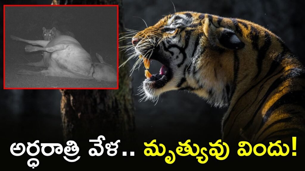 వైరల్ వీడియో: పీక్కు తింటున్న పెద్దపులి.. అర్ధరాత్రి వేట! | జగిత్యాలలో టైగర్ టెర్రర్: గంగారాం తండా వద్ద CCTV కెమెరాలో చిక్కుకున్న పెద్ద పిల్లి; ఫారెస్ట్ అధికారులు హై అలర్ట్!
