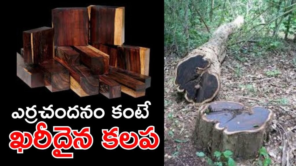 నల్ల బంగారం, ప్రపంచంలోనే కాస్ట్లీ కలప ఇదే! కిలో ఎన్ని లక్షలు? | ఎర్ర చందనం దాటి: అగర్‌వుడ్ మరియు ఆఫ్రికన్ బ్లాక్‌వుడ్ వంటి ప్రపంచంలోని అత్యంత ఖరీదైన చెక్కలను కనుగొనండి